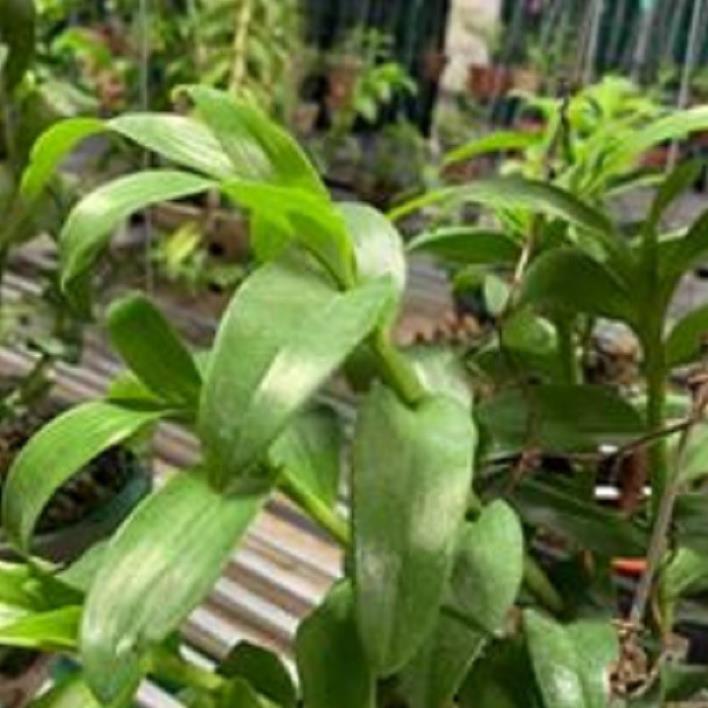 Hoa lan 5ct phủ trì