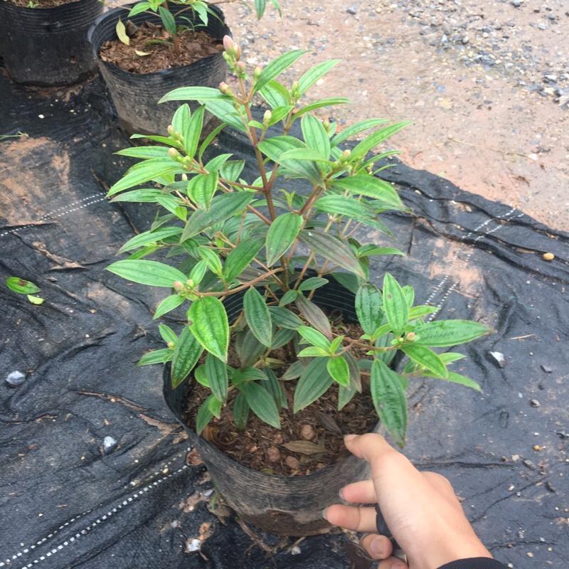 Cây sim tím trồng bịch đen đã có nụ và đang ra hoa