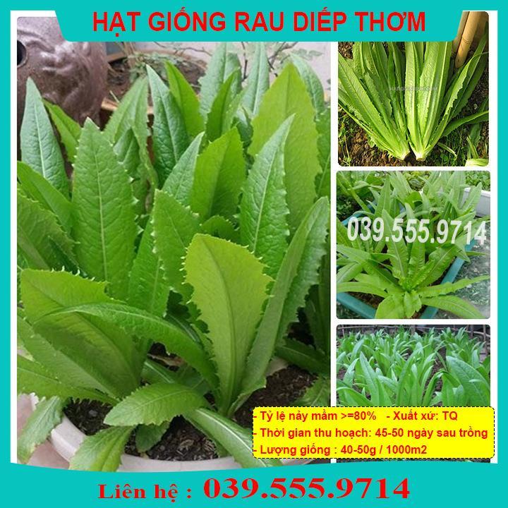 HẠT GIỐNG RAU DIẾP THƠM - CHẤT LƯỢNG HẠT GIỐNG TỐT