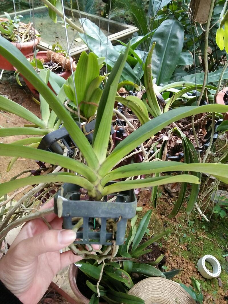 Hoa phong lan đai châu hoa tết cây đẹp chuẩn giống