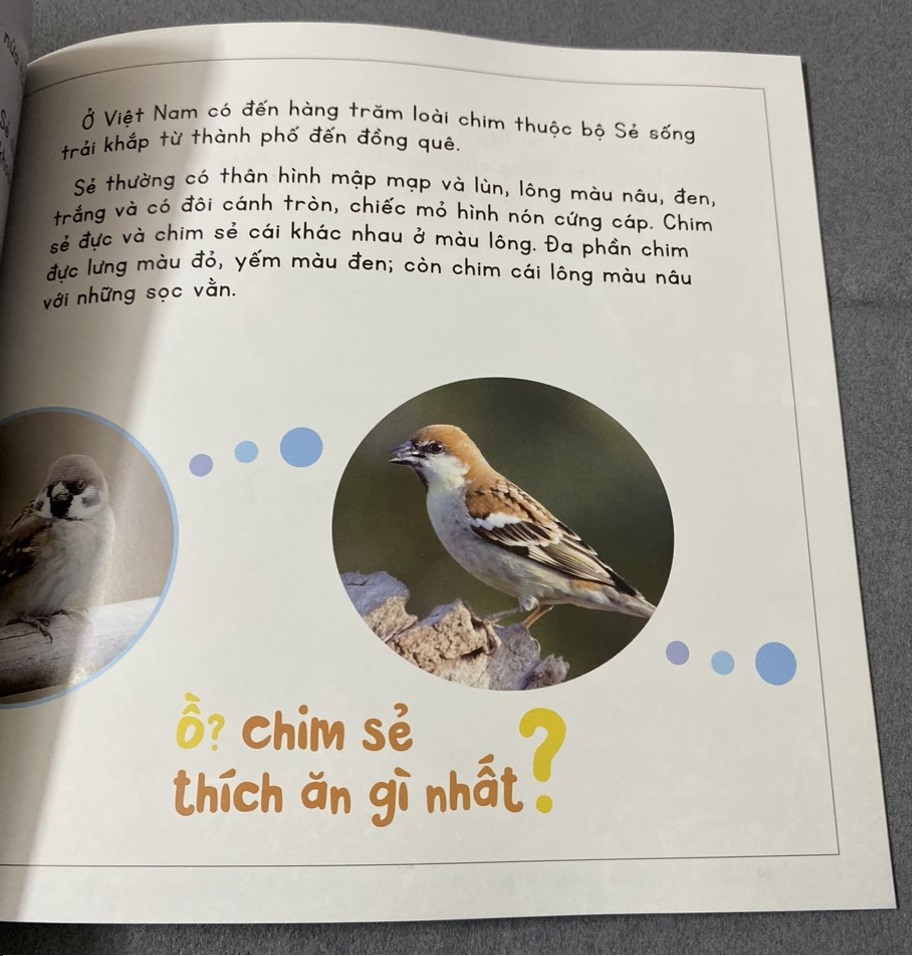 Sách - Kính vạn hoa thiên nhiên: Chim sẻ vô tội