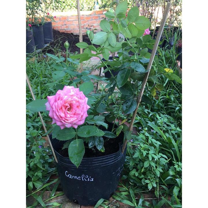 Cây giống hồng BỤI Camellia size chậu C9 - giống hồng ngoại sai hoa, hoa to và lâu tàn