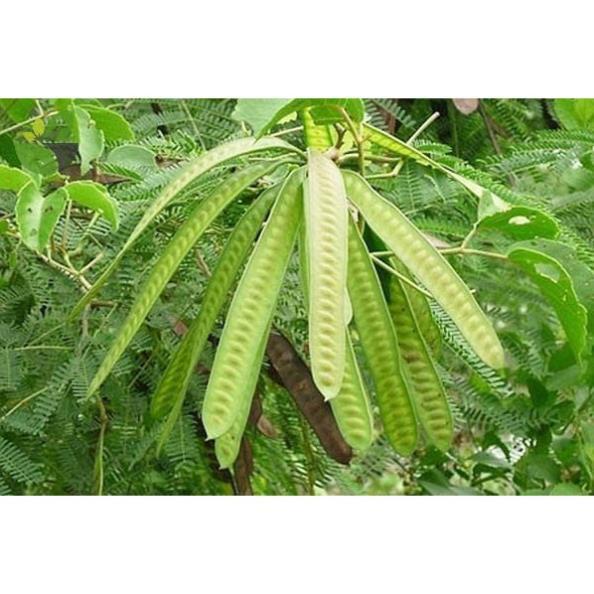 CHẬU CÂY GIỐNG CÂY BỒ KẾT + Tặng 01 cây dâu da đất