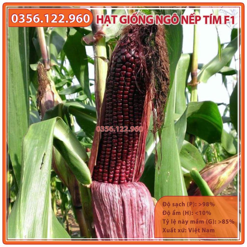 Hạt giống ngô nếp tím F1 - 100g - bắp nếp tím năng suất cao