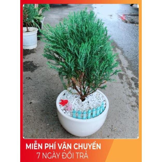 Chậu Tùng Bồng Lai