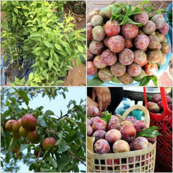 Cây giống mận hậu- mận tam hoa