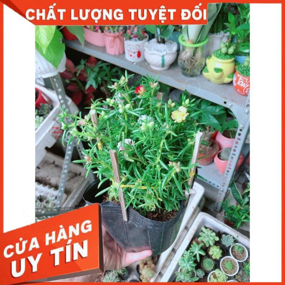 Hoa 10 Giờ Đẹp