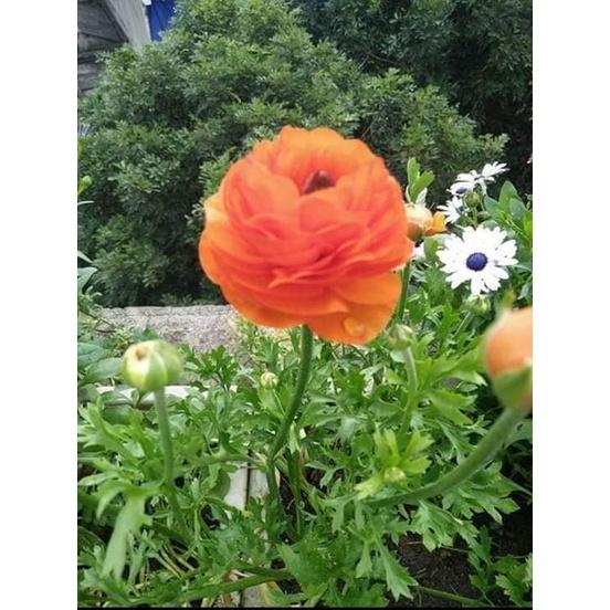 Củ giống hoa hồng mao lương hoa màu cam - Kèm viên nén sơ dừa ươm - 1 củ