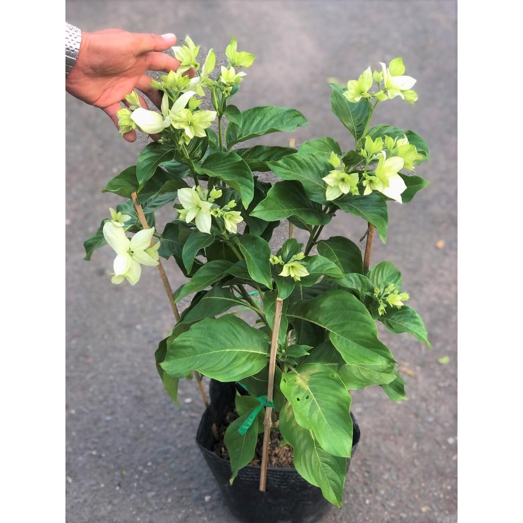 Chậu cây hoa Bướm Bạc