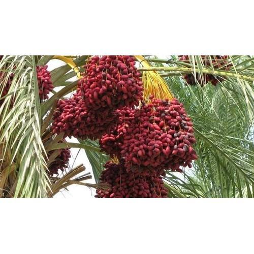 CÂY GIỐNG CHÀ LÀ ĂN QUẢ KHENAIZY-QUẢ ĐỎ TO, GIỐNG NHẬP KHẨU TRUNG ĐÔNG- CAM KÊT GIỐNG CHUẨN F1 - CGCLAQMDKHN