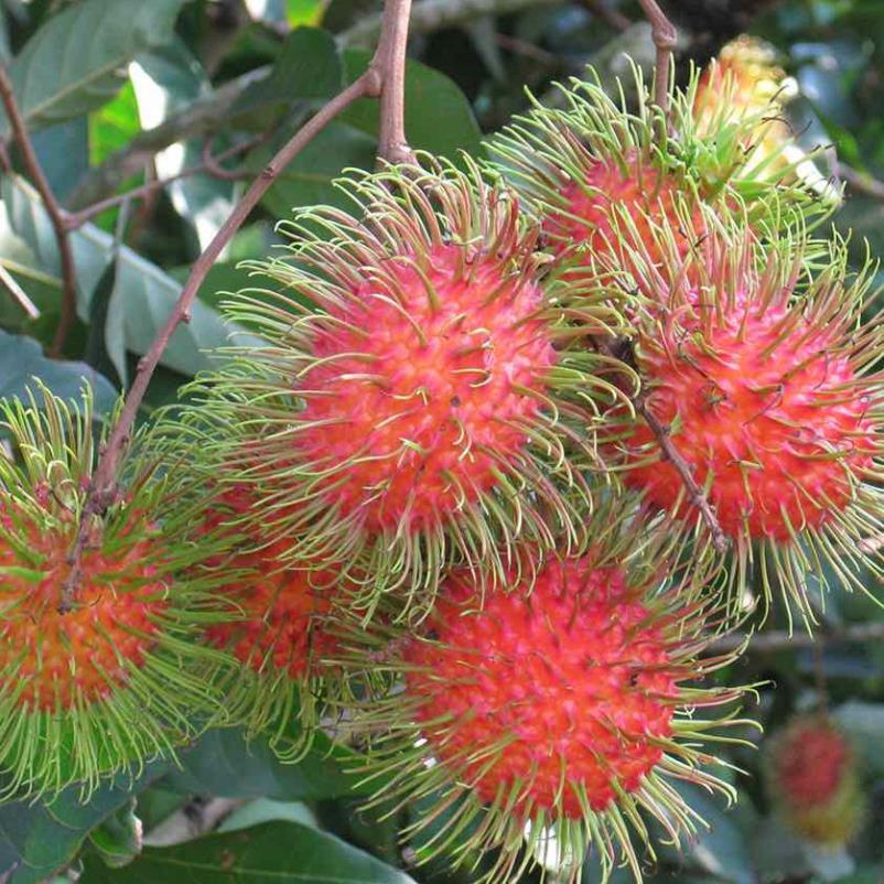 Cây giống chôm chôm thái