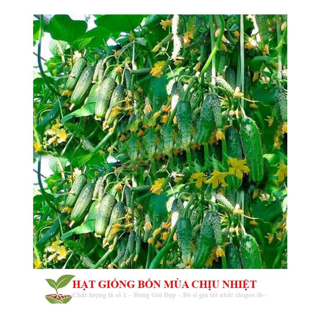 GÓI 10 HẠT GIỐNG DƯA CHUỘT CHÙM SIÊU TRÁI