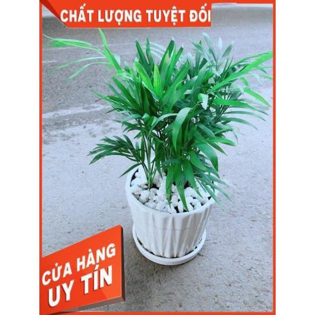 Chậu Cây Cau Tiểu Trâm