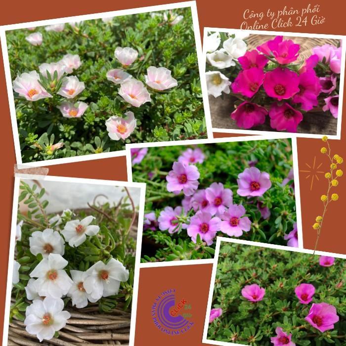 Hoa Mười Giờ Sam Giọt Nước Giống Mới Tuyệt Đẹp Hoa Nhiều Dầy Đặc Hoa Mười Giờ Bonsai & Phụ Kiện
