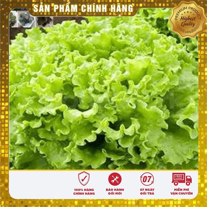 Hạt giống rau Xà Lách Xoăn Xanh - xà lách xanh ngon