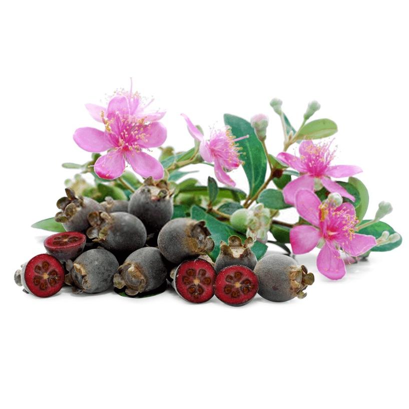 CÂY GIỐNG SIM TÍM .