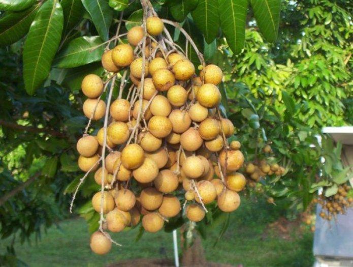 Cây NHÃN LỒNG MUỘN HƯNG YÊN ghép, cây giống chuẩn chuẩn giống cam kết chất lượng