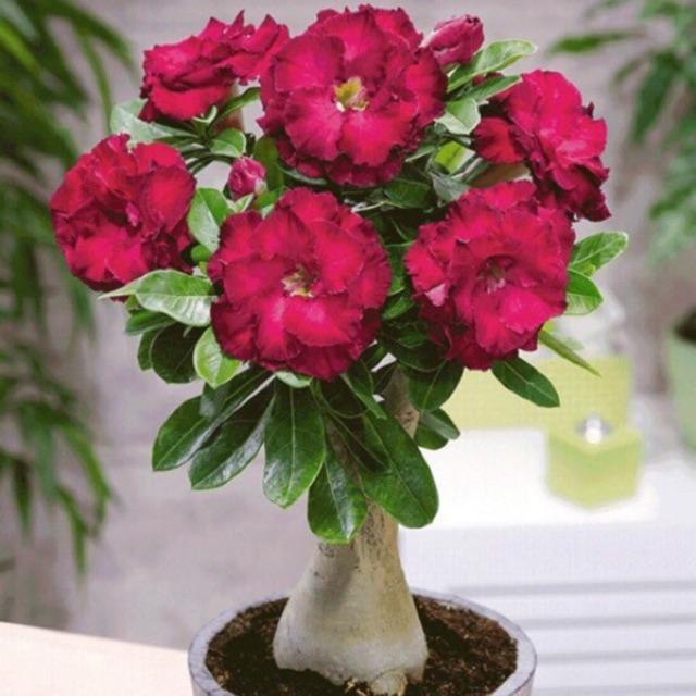 Sứ thái giống mới loại siêu hoa