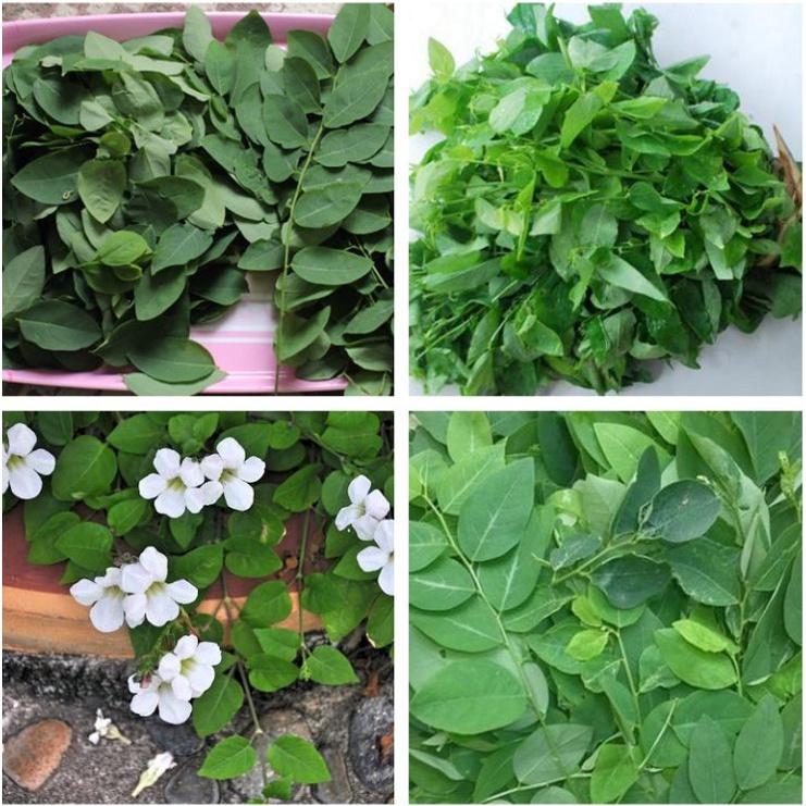 Hạt giống rau bồ ngót dể trồng f1-gói 1gram/tặng kèm gói phân bón lót