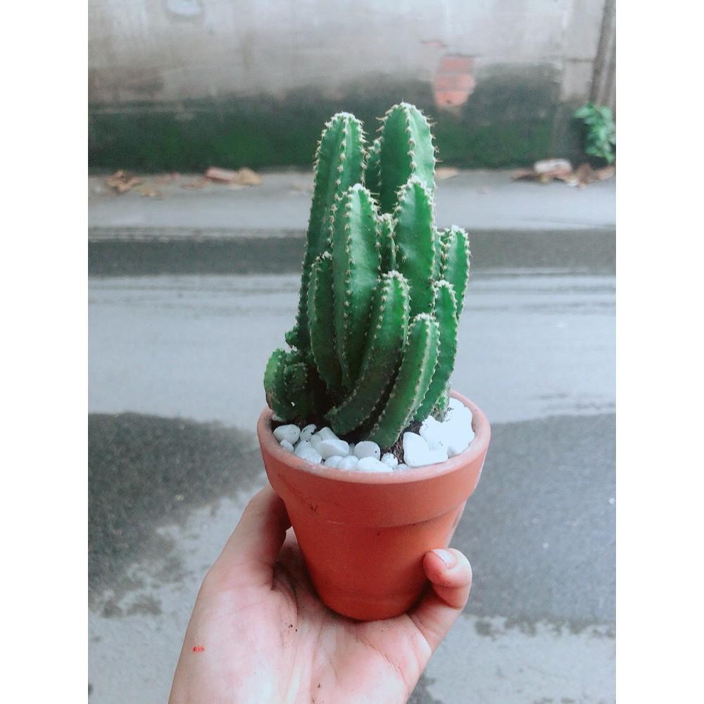 Chậu Xương Rồng Thanh Sơn