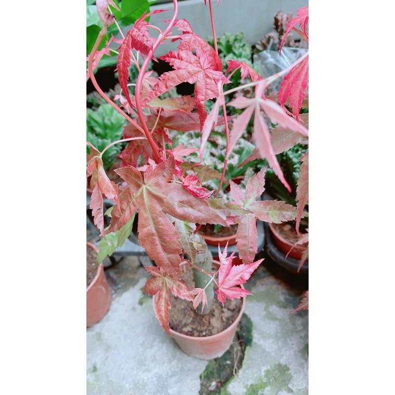 Phong Lá Đỏ Hàng Đẹp Giá Tốt