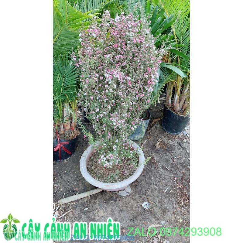 Nhất Chi Mai Cao 1m