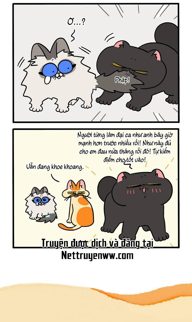 a mãn và mạch trà chapter 49 6