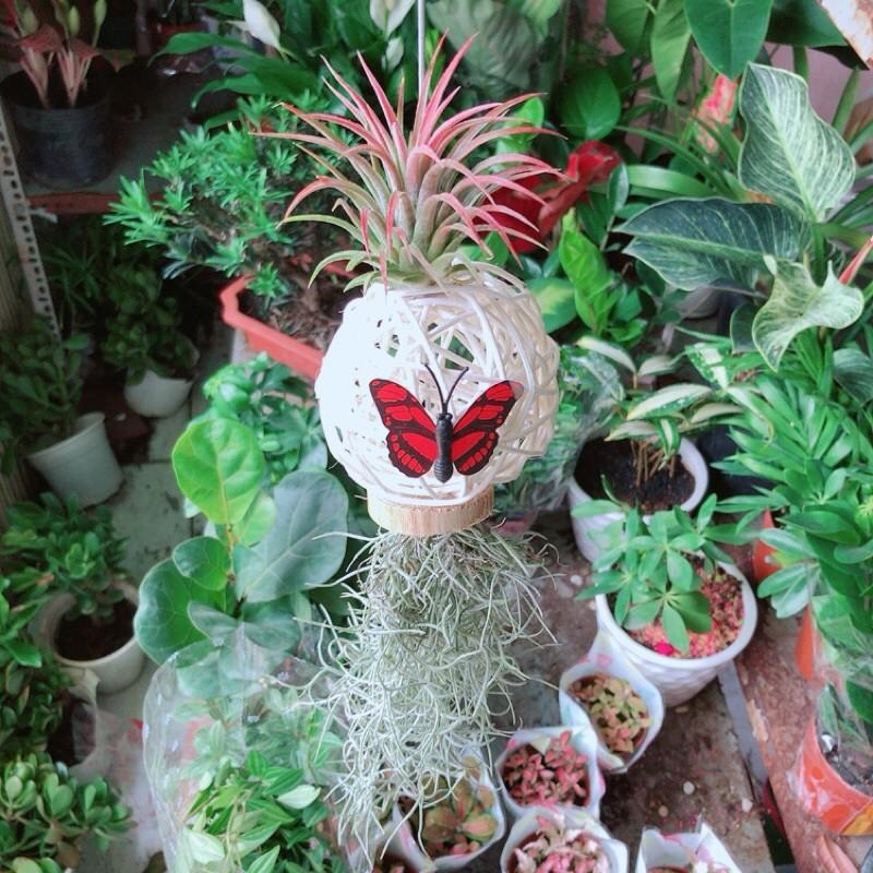 Cây Không Khí Hàng Độc Lạ