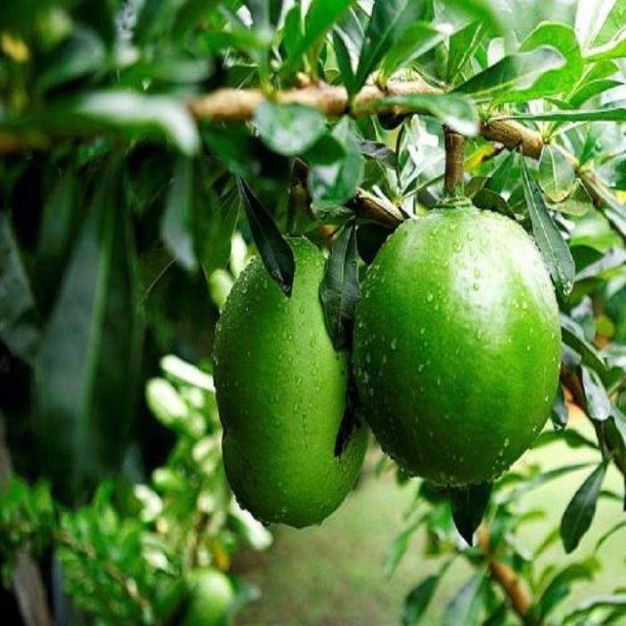 CÂY GIỐNG CÂY ĐÀO TIÊN , CAM KẾT CHUẨN GIỐNG