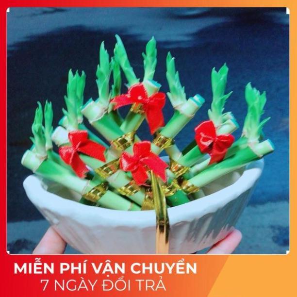Chậu Trúc Phát Tài Thuyền May Mắn