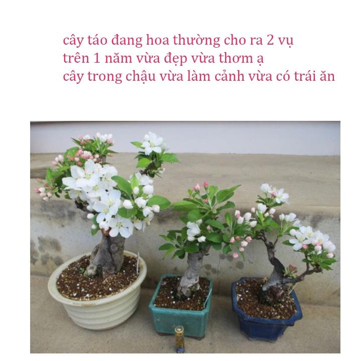 Cây giống táo đỏ lùn mỹ chuẩn cây f1 siêu trái tặng 2 cây chè xanh