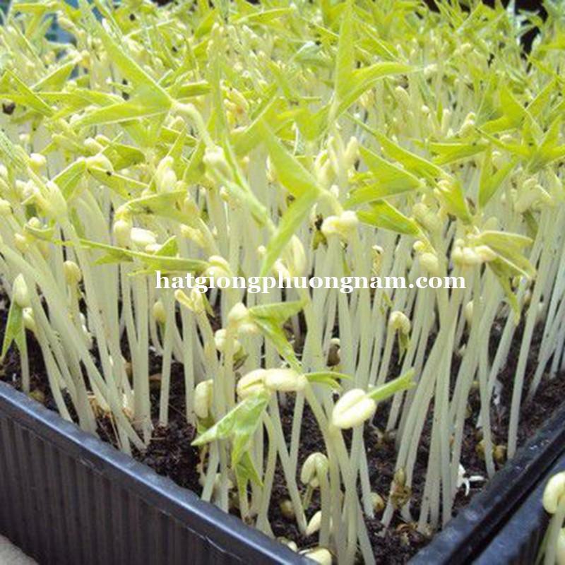 1 KG - HẠT GIỐNG RAU MẦM GIÁ ĐẬU XANH