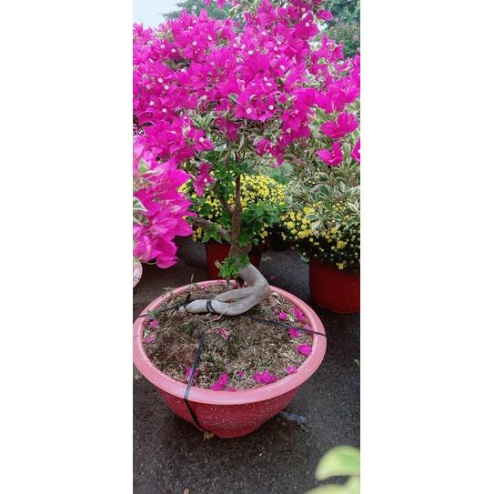 Hoa Giấy Cẩm Thạch