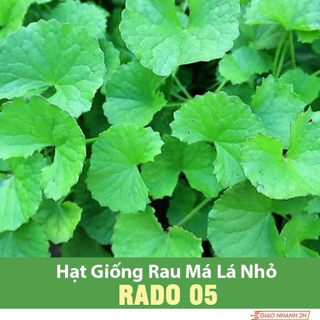 Hạt Giống Rau Má Lá Nhỏ RADO 05- 1gr Dạng lá nhỏ, là dòng rau má đồng chọn lọc tự nhiên, chất lượng ăn ngon TH 30-35