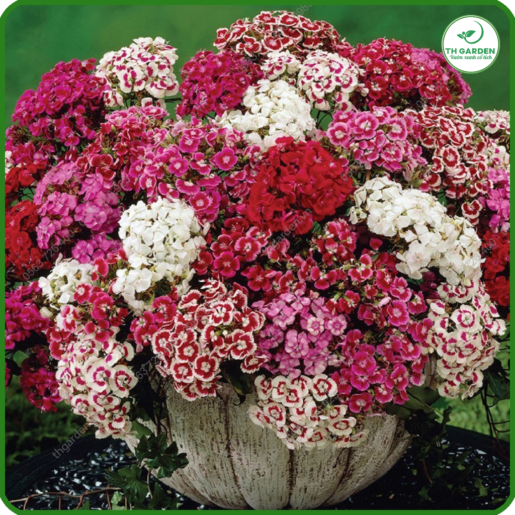 Hạt Giống Hoa Cẩm Chướng Chùm Mix Nhiều Màu TH Garden - Hạt Giống Dễ Trồng Dễ Chăm Sóc, Hoa Thơm, Bền Màu, Lâu Tàn