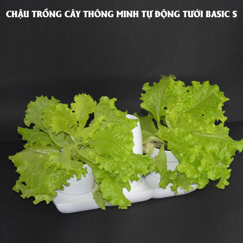 BỘ CHẬU TRỒNG RAU THÔNG MINH TỰ ĐỘNG TƯỚI trong vòng 2 tháng BASIC S, sử dụng 10 năm