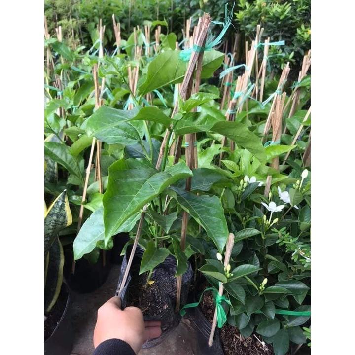 CÂY GIỐNG CHANH DÂY VÀNG SIÊU NGỌT