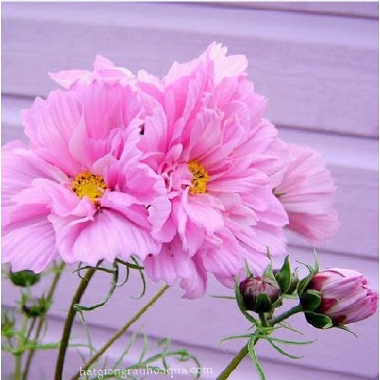 Hạt giống hoa cúc sao nháy hoa cánh kép nhiều màu - 1 gói 100 hạt