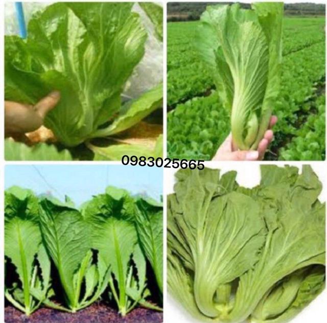Hạt giống cải bẹ dưa cao sản