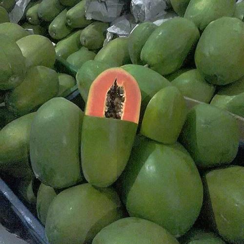 Cây giống đu đủ lùn thái lan-quả to tròn, đặc ruột , cực ngọt