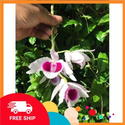 Hoa phong lan - phi điệp phú thọ mắt đỏ - phi điệp phú thọ mắt đỏ