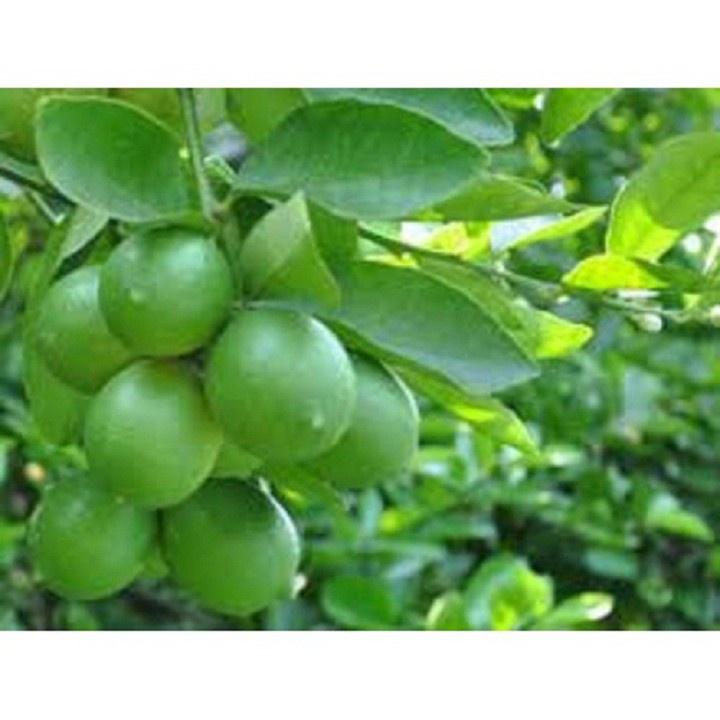 CÂY GIỐNG CHANH KHÔNG HẠT QUẢ CHÙM