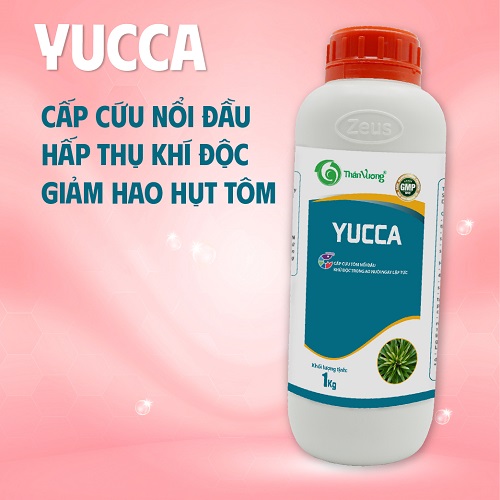 Hấp thụ khí độc ao tôm YUCCA