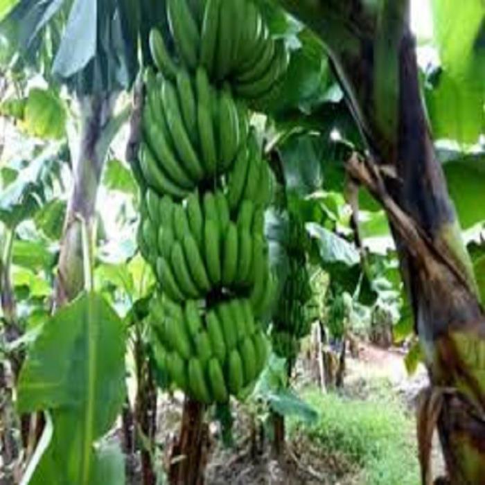 CÂY GIỐNG CHUỐI TIÊU HỒNG SIÊU QUẢ
