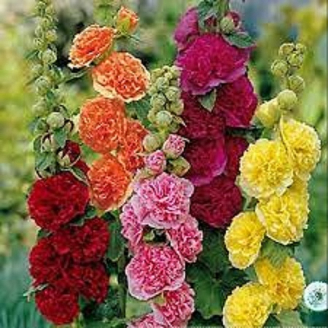 Combo 3 gói Hạt giống mãn đình hồng kép mix màu/gói 50 hạt-tặng kèm gói phân bón lót