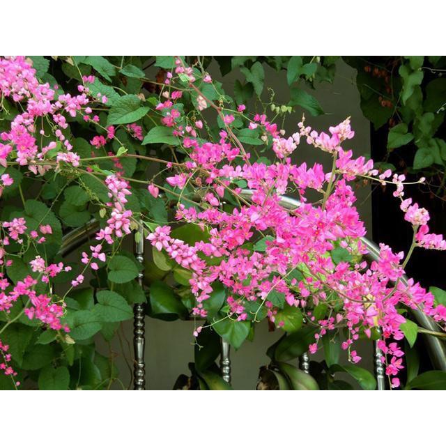 Hoa leo TIGON siêu đẹp--thu hút mọi ánh nhìn