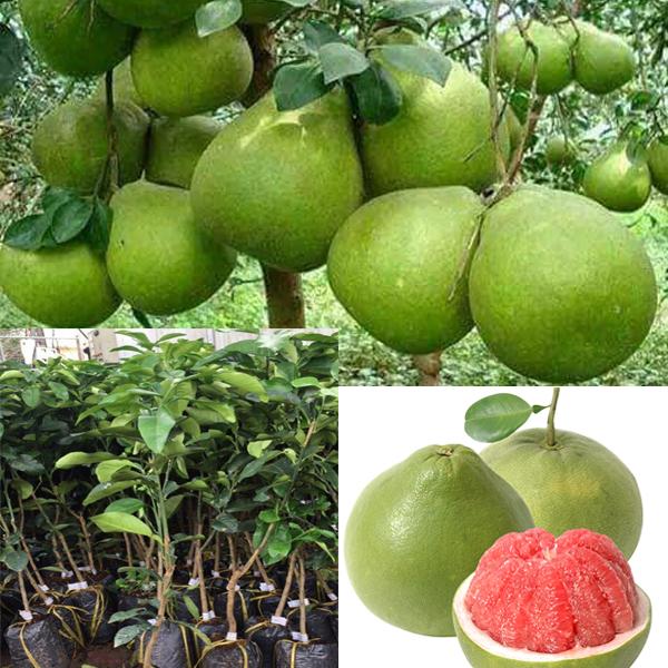 Cây Bưởi ruby Thái Lan chuẩn giống cam kết chất lượng