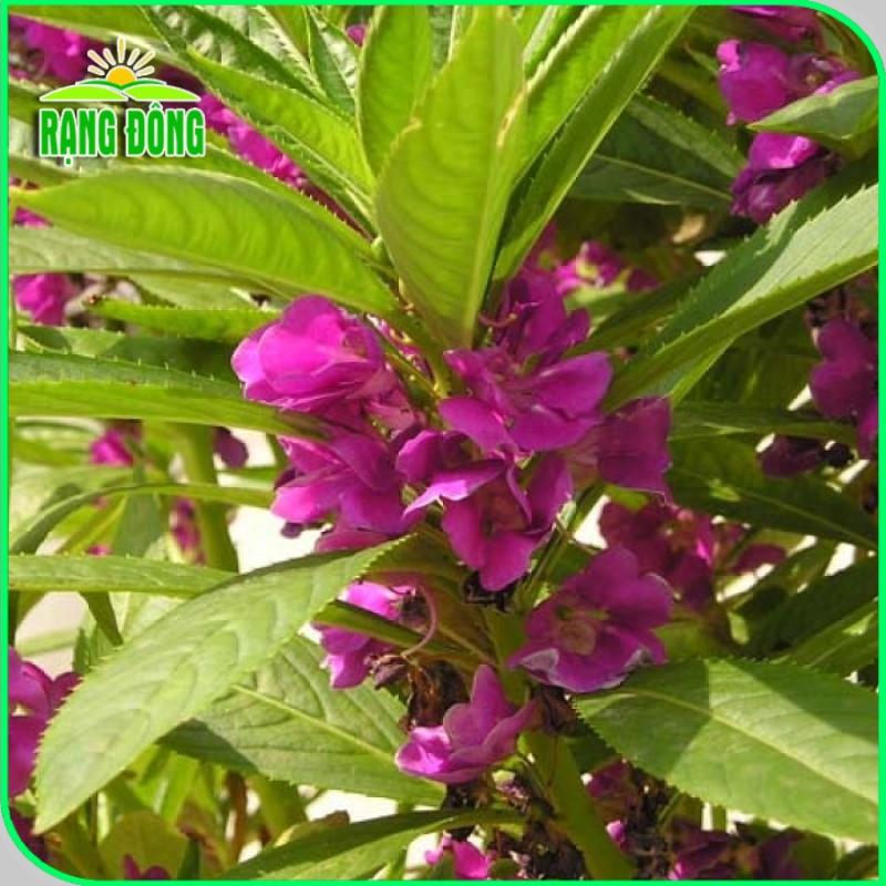 Hạt giống Hoa Móng Tay Nhiều Màu Rd 809 (0,1g~20 hạt) dễ trồng, hoa nở liên tục, quanh năm - Hạt giống Rạng Đông