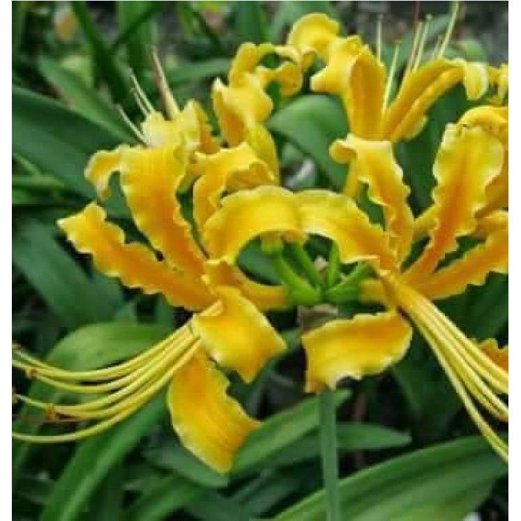 Củ giống hoa bỉ ngạn hoa màu vàng