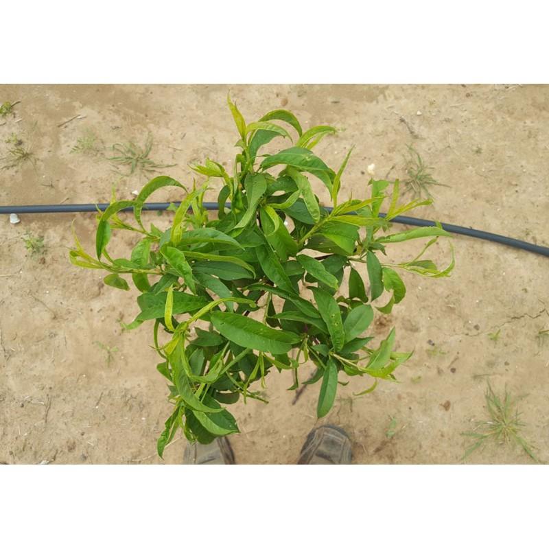 Cây giống ĐÀO TIÊN NHẬT BẢN - cây giống F1